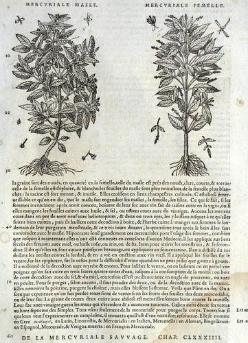 Héliotrope mercuriale - héliotrope,