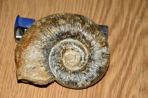 Ammonite lytoceras fibriatum - lytoceras,