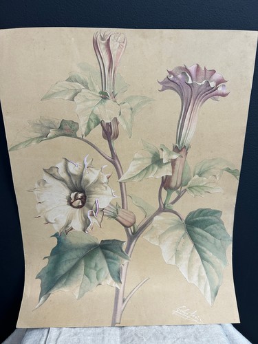 Lithographie botanique signée - lithographie,