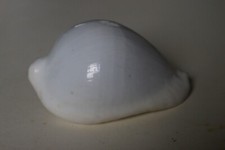 collection coquillage OVULA OVUM PORCELAINE 84mm NOUVELLE CALEDONIE