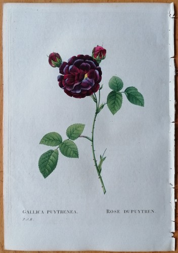 Redoute 1st edition original - redoute,