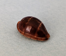 Cypraea Androyensis 14,9 mm Madagascar " Joli spécimen "