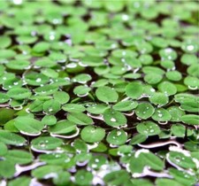 Salvinia Natans 15x15 cm