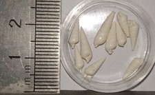 COLLECTION  COQUILLAGES FOSSILES : SYRNOLA SPECIOSA, lot de 2