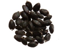 Basilic Thaï - Ocimum