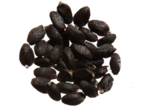 Basilic thaï ocimum - thaï,