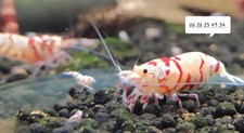 Lot crevettes fancy - crevettes, tiger