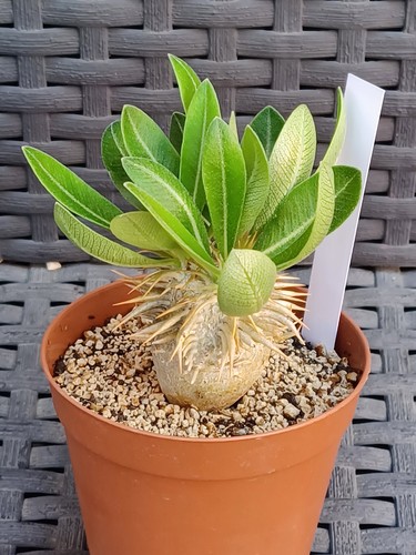Pachypodium enigmaticum - ,