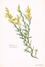 Genista Tinctoria