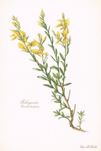 Genista tinctoria - genista,