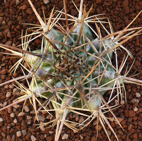 Echinocactus ingens strong - echinocactus,