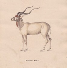 1800 Mendesantilope Antilope