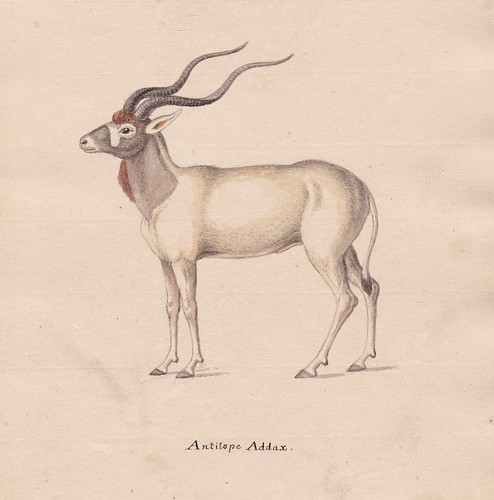 1800 mendesantilope antilope - 1800,