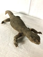 Cabinet de curiosité. UROMASTYX Lézard Fouette Queue vintage naturalisé