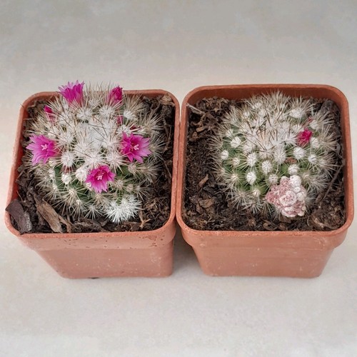 Mammillaria gracilis bizarre - mammillaria,