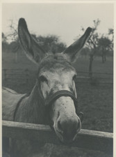 France, Près de Janville, bourricot Vintage Print Tirage argentique  17x17 