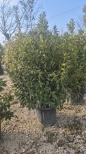 PLANTE DE LAURUS NOBILIS