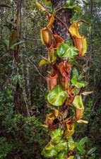 NEPENTHES VEITCHII - PLANTE