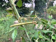 X 30 Oeufs Phasmes moroses