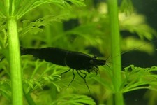 crevettes neocaridina sakura