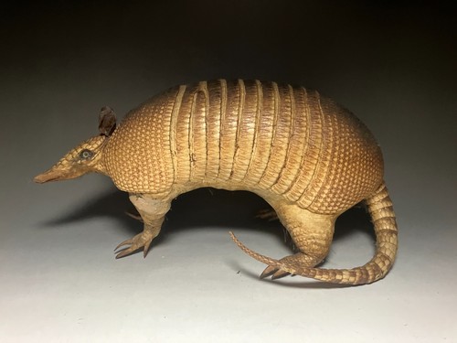 Animaux peluche véritable - en,