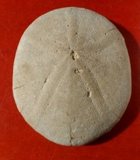 OURSIN FOSSILE ÉOCÈNE DE