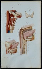 1852 - Planche anatomie Splanchnologie : Glandes salivaires thyroïde pharynx