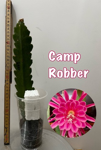 Reserve epiphyllum camp - 🌸,