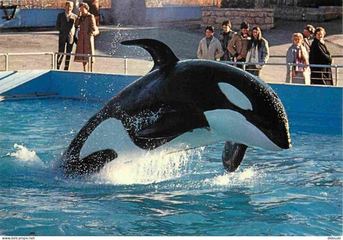 Carte postale animaux - carte,
