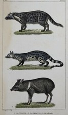 Buffon Gravure Antique Print CIVETTE GENETTE PECARI Pillot par Pauquet 1830