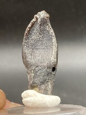 1.8" / 2,7 Cm RARE Archeodontosaurus sauropod tooth dinosaur dent de dinosaure