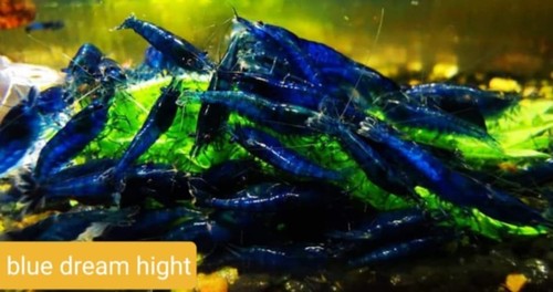 Lot crevettes - lot, 10