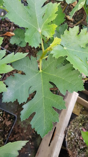 Ficus johannis subsp