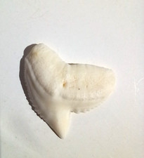 DENT de REQUIN TIGRE de Nlle Calédonie, état naturel, gde taille (2cms/2,5cms)
