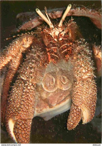 Carte postale animaux - carte,