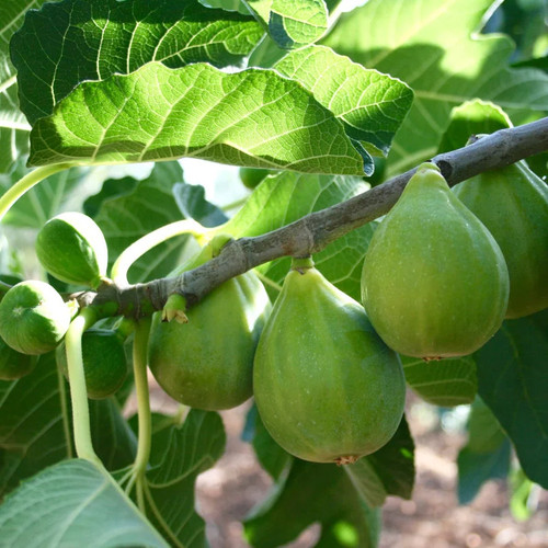 Ficus carica desert king - 'desert,