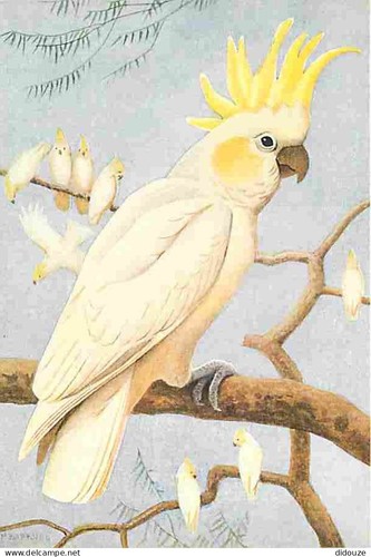 Carte postale animaux - animaux,