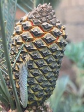 Encephalartos lehmannii SEEDS