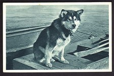 POLE NORD Thématique polaire Spat chien du cercle arctique Alaska mary's igloo