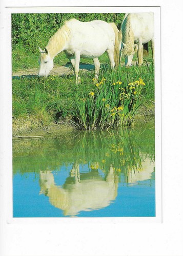 Cheval chevaux camargue - cheval, de