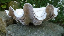 Grand Bénitier Coquillage