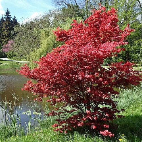Acer palmatum bloodgood - palmatum, 'bloodgood'