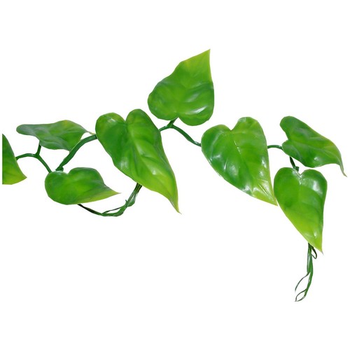 Lucky reptile pilodendrum - lucky,