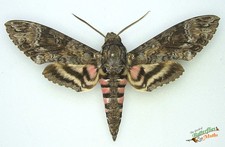Agrius Cingulatus Rose Tacheté Hawk Moth Ensemble x1 Mâle Un- Entomologie