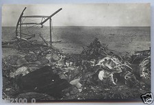 photo ancienne. guerre . avion abattu  . aviation. aviateur