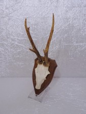 Défenses De Cerf En Cornes