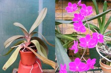 Phalaenopsis (Doritaenopsis) Minho Diamond, orchidée, Orchid, RARE
