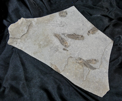 Xxl smerdis dapali macrurus - xxl,