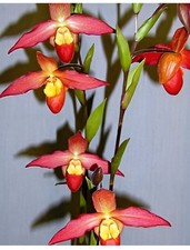 Phragmipedium QF Pupule ( Eric