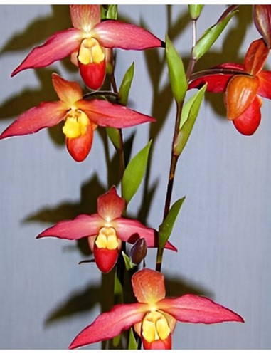 Phragmipedium pupule eric - (,